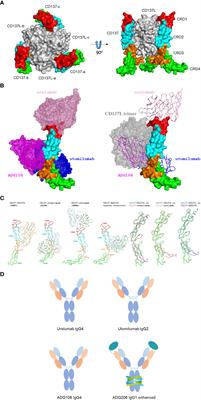 Targeting CD137 (4-1BB) towards improved safety and efficacy for cancer immunotherapy